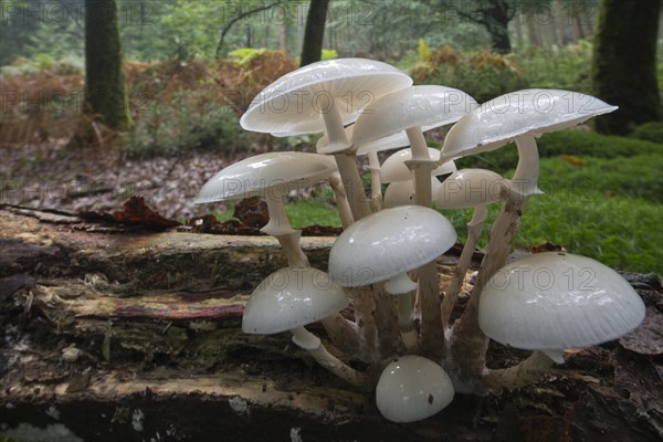 Porcelain fungus (Oudemansiella mucida)