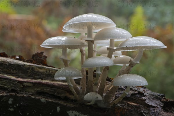 Porcelain fungus (Oudemansiella mucida)