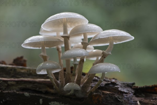 Porcelain fungus (Oudemansiella mucida)