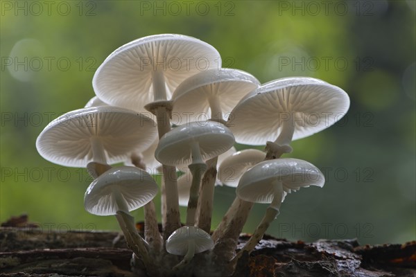 Porcelain fungus (Oudemansiella mucida)