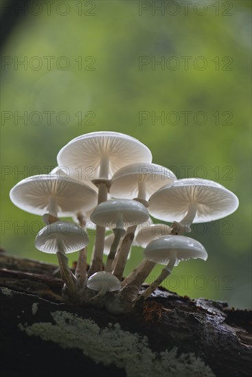 Porcelain fungus (Oudemansiella mucida)