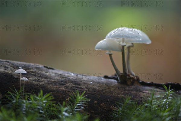 Porcelain fungus (Oudemansiella mucida)