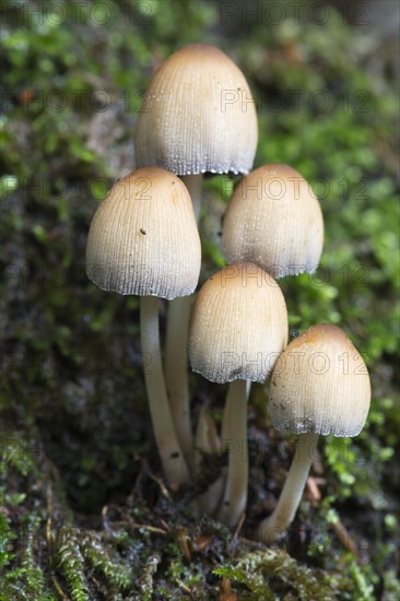 Mica cap