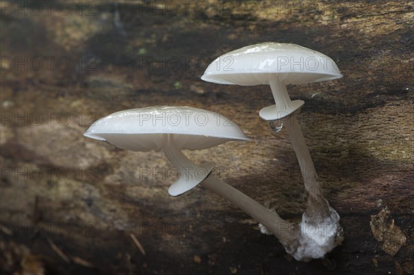 Porcelain fungus (Oudemansiella mucida)