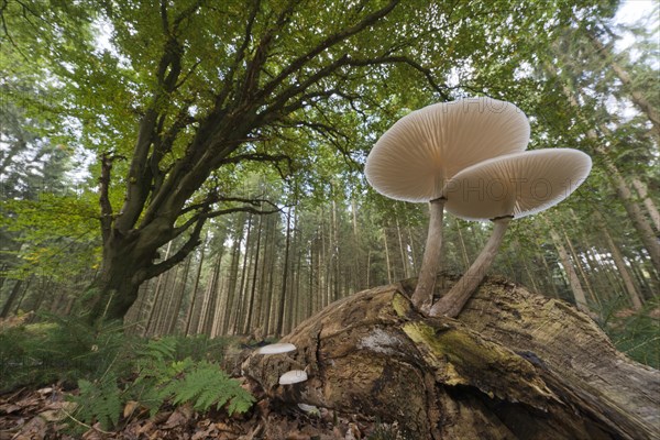 Porcelain fungus (Oudemansiella mucida) on deadwood