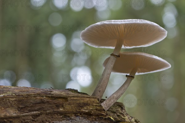 Ringed book mucus Rubling (Oudemansiella mucida) on deadwood