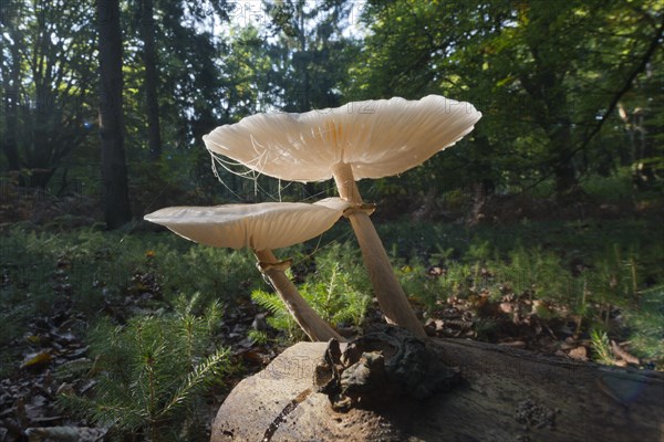 Ringed book mucus Rubling (Oudemansiella mucida) on deadwood