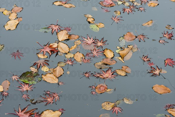 Smooth Japanese maple (Acer palmatum) and European beech (Fagus sylvatica) leaves in pond