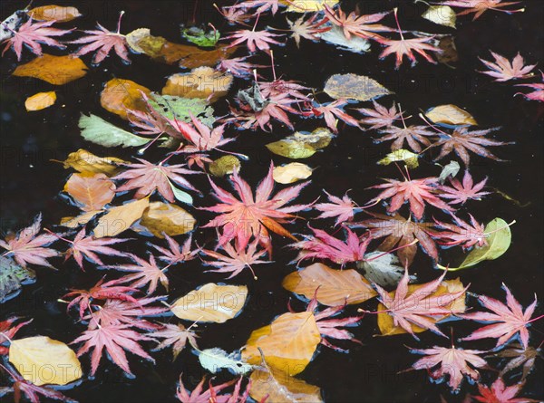 Smooth Japanese maple (Acer palmatum) and European beech (Fagus sylvatica) leaves floating in water