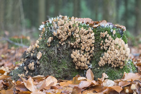 Mica cap