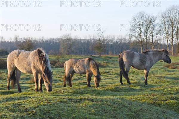 Tarpans (Equus ferus ferus)