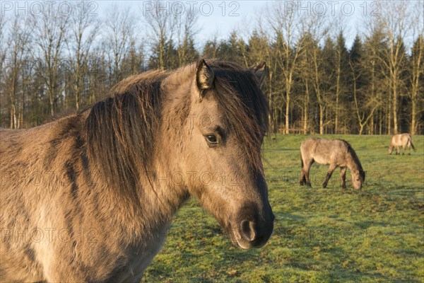 Tarpans (Equus ferus ferus)