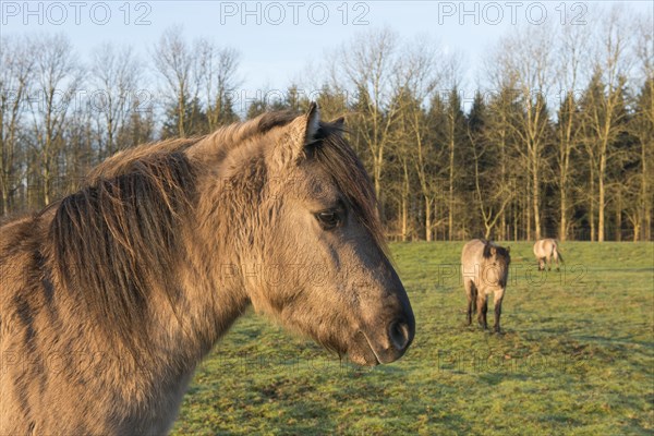 Tarpans (Equus ferus ferus)