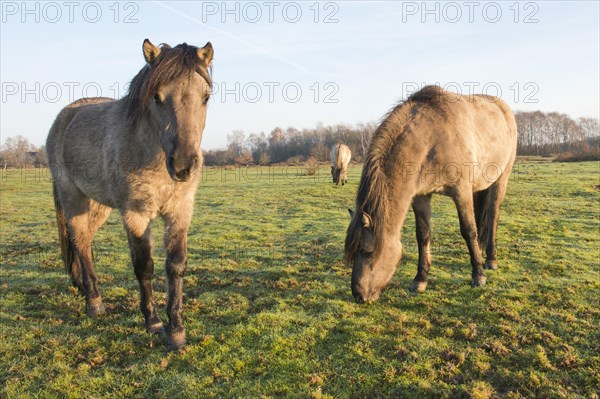 Tarpans (Equus ferus ferus)