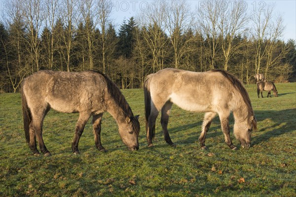 Tarpans (Equus ferus ferus)