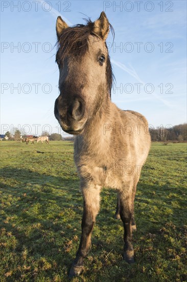 Tarpan (Equus ferus ferus)