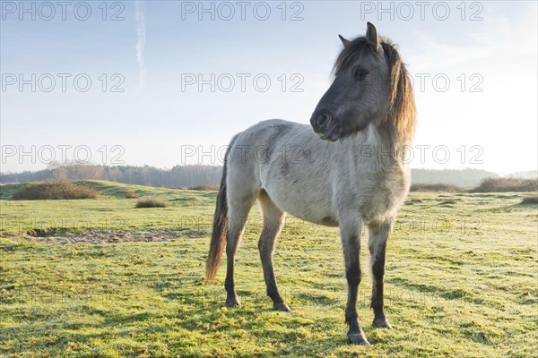 Tarpan (Equus ferus ferus)