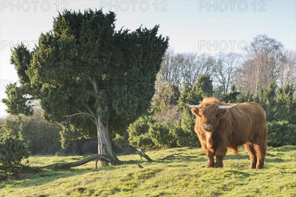 Highland cattle (Bos primigenius taurus)