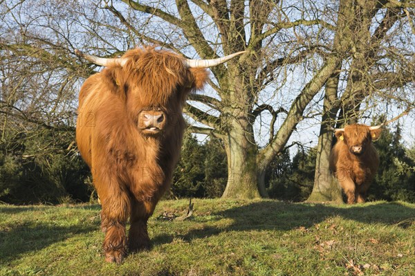 Highland cattle (Bos primigenius taurus)