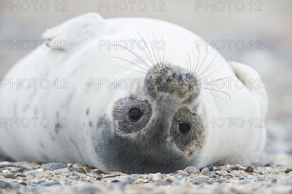 Young grey seal (Halichoerus grypus) lying on back
