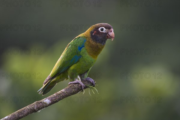Brown-hooded Parrot (Pyrilia haematotis) perched on a tree branch
