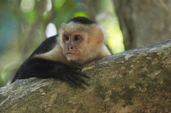 White-headed capuchin (Cebus capucinus)
