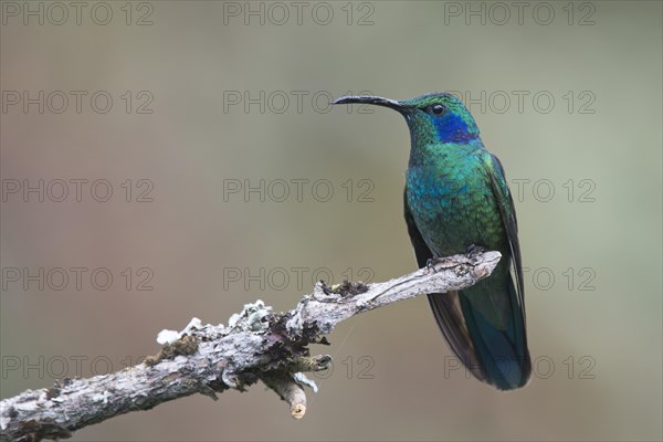Green violetear (Colibri thalassinus) sitting on branch