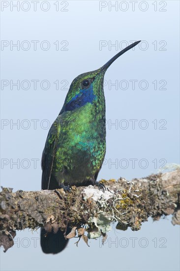 Green violetear (Colibri thalassinus) sitting on branch