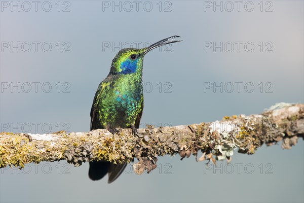 Green violetear (Colibri thalassinus) sitting on branch