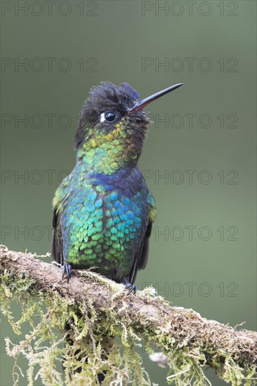 Fiery-throated hummingbird (Panterpe insignis) sitting on branch