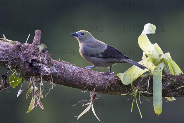 Palm tanager (Thraupis palmarum)