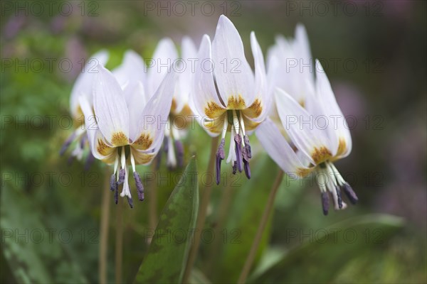 Dog's-tooth-violet (Erythronium dens-canis)