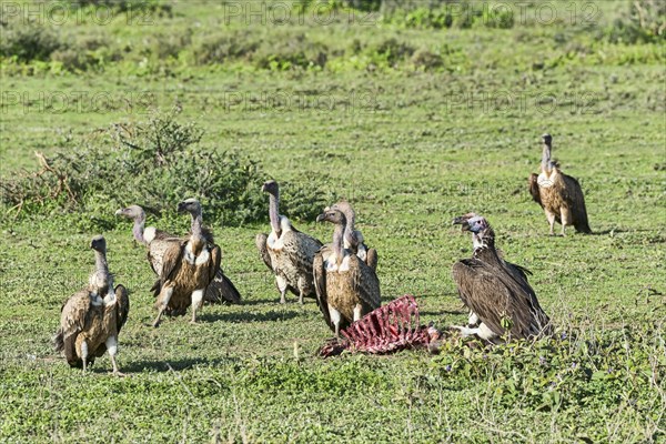 Griffon vultures (Gyps fulvus)