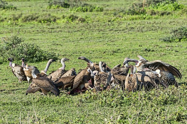 Griffon vultures (Gyps fulvus)