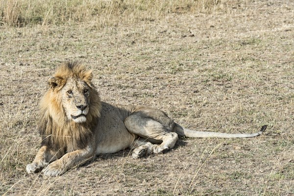 Lion (Panthera leo)