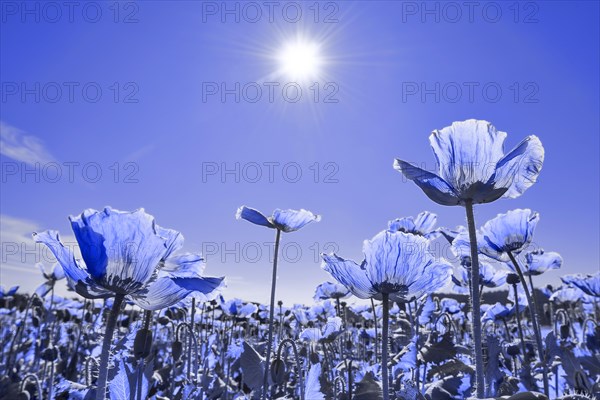 Field with flowering Opium Poppy (Papaver somniferum)