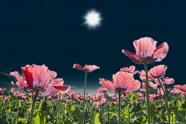 Field with flowering Opium Poppy (Papaver somniferum)