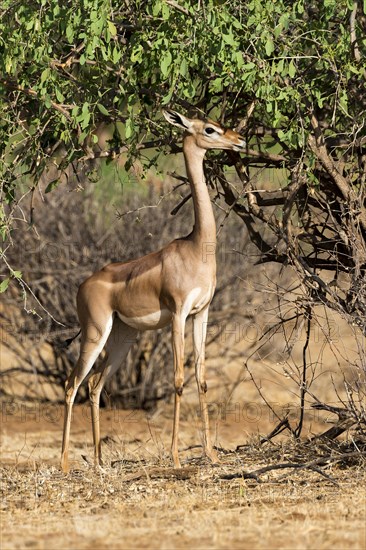 Waller's gazelle