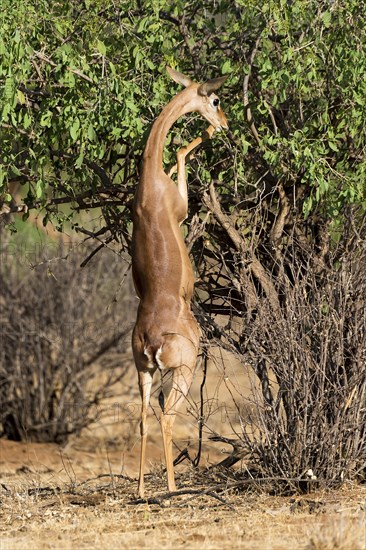 Waller's gazelle