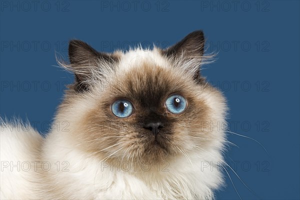 British longhair cat