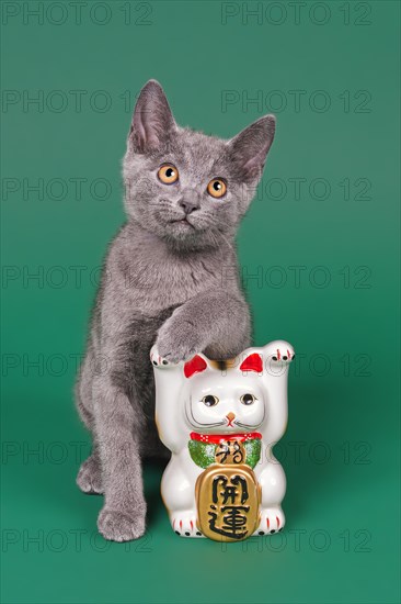 Purebred cat