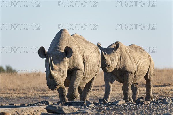 Black rhinoceros or hook-lipped rhinoceros (Diceros bicornis)