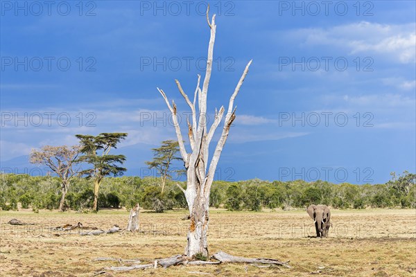 African bush elephant (Loxodonta africana)