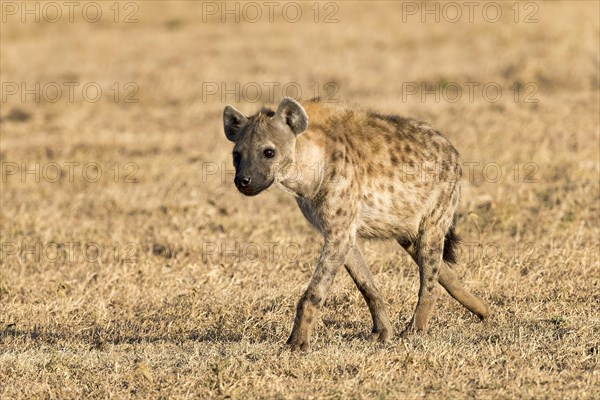 Spotted hyena (Crocuta crocuta) in dry grass