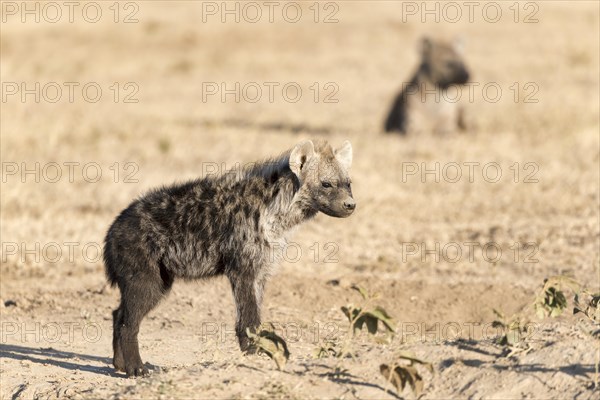 Spotted hyena (Crocuta crocuta)