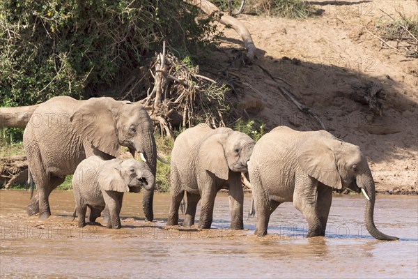 African elephants (Loxodonta africana)