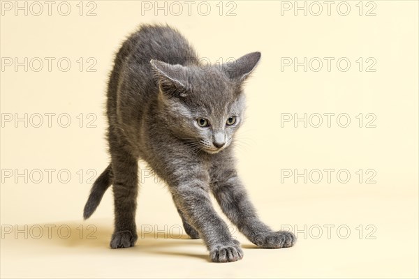 Purebred Cat