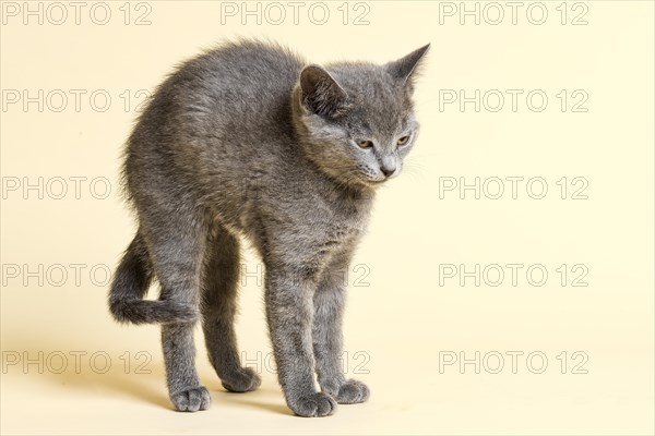 Purebred Cat Russian Blue