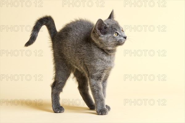 Purebred cat