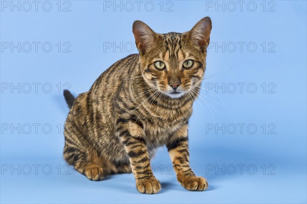 Breedcat Toyger (Felis silvestris catus)